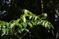 Harpullia arborea